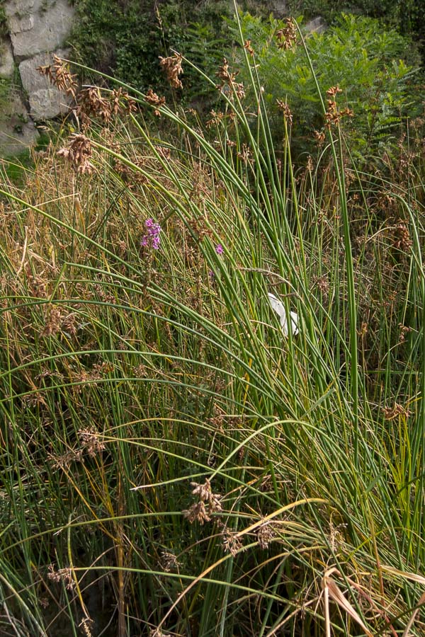 In torrente pedemontano - Schoenoplectus lacustris